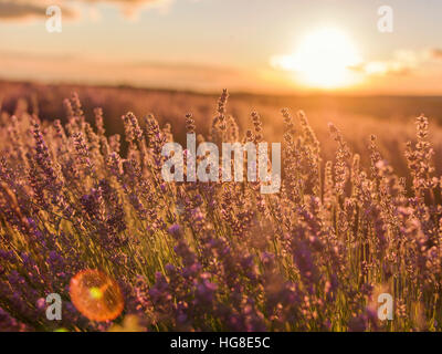 Nahaufnahme der Lavendel wächst im Feld Stockfoto