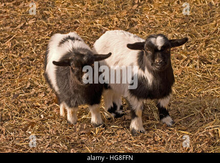 Zwei sehr junge schwarze und weiße Tennessee Ohnmacht Ziegen (Capra Aegagrus Hircus)