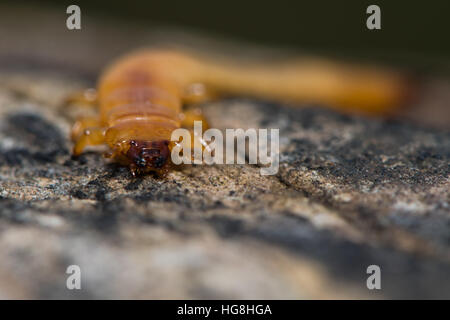 Pyrochroa Coccinea Kardinal Käferlarve. Kopf und Mandibeln Insekt in der Familie Pyrochroidae, abgeflachte Form zeigen Stockfoto