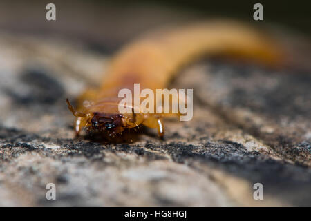 Pyrochroa Coccinea Kardinal Käferlarve. Kopf und Mandibeln Insekt in der Familie Pyrochroidae, abgeflachte Form zeigen Stockfoto