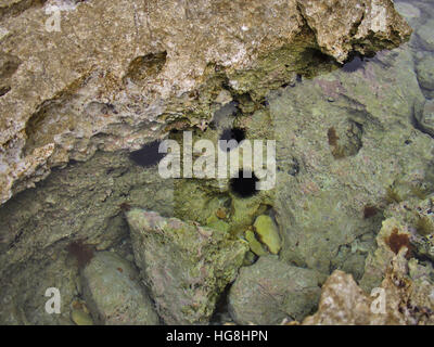 Seeigel in felsigen Pool am Meer. Stockfoto