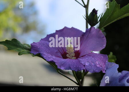 Morning Glory nach Regen am Morgen Stockfoto