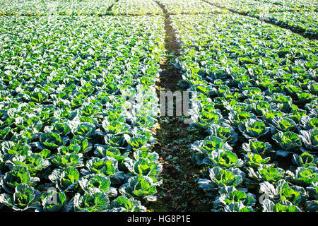 Kohl ausgepflanzt im Garten mit Morgensonne. Stockfoto