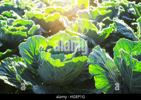 Kohl mit der Morgensonne im Winter gepflanzt. Stockfoto