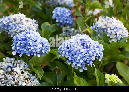 Hydrangea Macrophylla. Blaue Hortensie blüht. Stockfoto