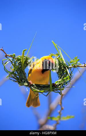 Maskierte Weaver, (Ploceus Velatus), Männchen am Nest aufrufen, Tswalu Game Reserve, Kalahari, Northern Cape, Südafrika, Afrika Stockfoto