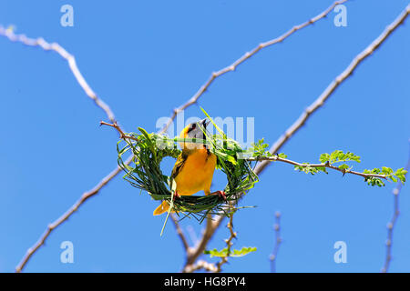 Maskierte Weaver, (Ploceus Velatus), Männchen am Nest aufrufen, Tswalu Game Reserve, Kalahari, Northern Cape, Südafrika, Afrika Stockfoto