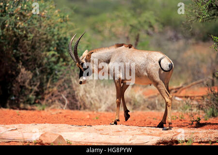 Roan Antilope, (Hippotragus Spitzfußhaltung), Erwachsene, Tswalu Game Reserve, Kalahari, Northern Cape, Südafrika, Afrika Stockfoto