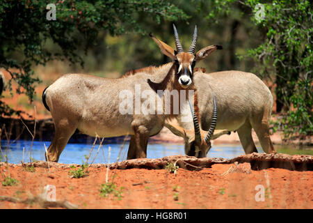 Roan Antilope (Hippotragus Spitzfußhaltung), zu zweit am Wasserloch, Tswalu Game Reserve, Kalahari, Northern Cape, Südafrika, Afrika Stockfoto