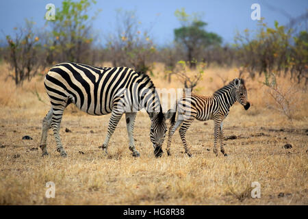 Ebenen Zebra Burchell, (Equus Quagga Burchelli), erwachsenes Weibchen mit jungen füttern, Krüger Nationalpark, Südafrika, Afrika Stockfoto