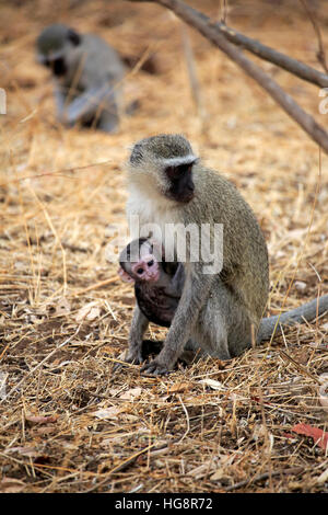 Vervet Affe (Chlorocebus Pygerythrus), erwachsenes Weibchen mit jungen, Krüger Nationalpark, Südafrika, Afrika Stockfoto