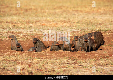 Zebramangusten (Mungos Mungo), Erwachsene mit Jungtiere an Höhle, Krüger Nationalpark, Südafrika, Afrika Stockfoto