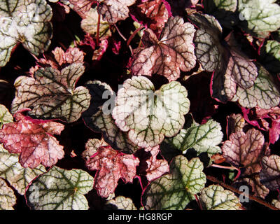 Heuchera "Silver Scrolls" - Alumroot, Purpurglöckchen Stockfoto