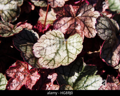 Heuchera "Silver Scrolls" - Alumroot, Purpurglöckchen Stockfoto