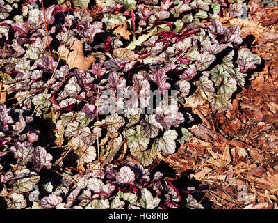 Heuchera "Silver Scrolls" - Alumroot, Purpurglöckchen Stockfoto