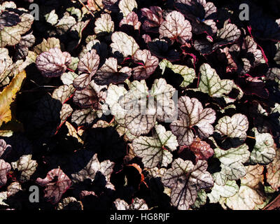 Heuchera "Silver Scrolls" - Alumroot, Purpurglöckchen Stockfoto