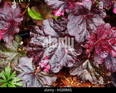 Purpurglöckchen, Alumroot - Heuchera "Midnight Rose" Stockfoto