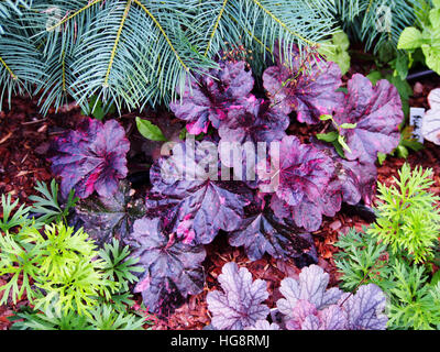 Purpurglöckchen, Alumroot - Heuchera "Midnight Rose" Stockfoto