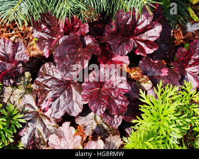 Purpurglöckchen, Alumroot - Heuchera "Midnight Rose" Stockfoto