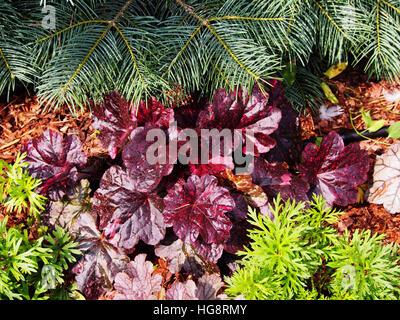 Purpurglöckchen, Alumroot - Heuchera "Midnight Rose" Stockfoto