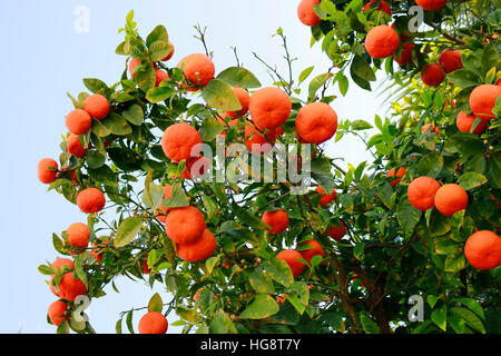 Orangen ein Orangenbaum, Athen, Griechenland. Stockfoto