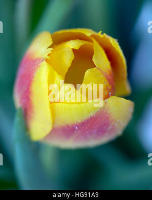 Abstrakte gelbe und rote Tulpen mit Multi-Exposure-Techniken Stockfoto