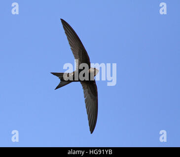 Swift / gemeiner Swift, Apus apus, blauer Himmel Stockfoto