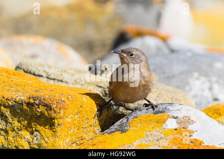 Cobb Wren Karkasse Insel in den Falkland-Inseln Stockfoto