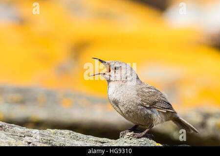 Cobb Wren Karkasse Insel in den Falkland-Inseln Stockfoto