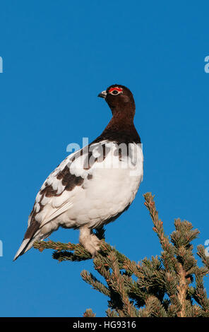 Männliche Willow Ptarmigan im Frühjahr Zucht Gefieder, Alaska Stockfoto