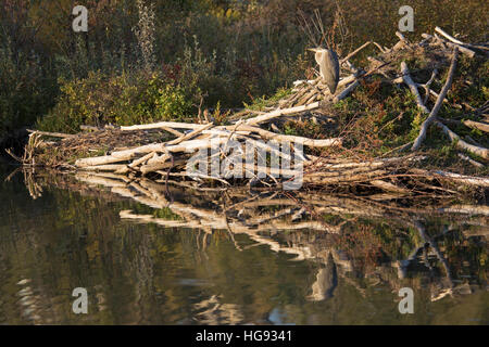 Großer Blaureiher (Ardea herodias) auf Biber Lodge neben Teich thront Stockfoto