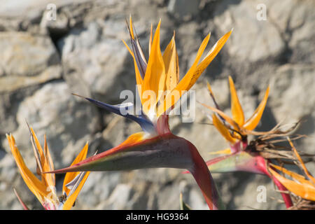 Paradiesvogel Blume Stockfoto