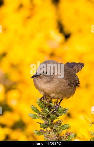 Cobb Wren Karkasse Insel in den Falkland-Inseln Stockfoto