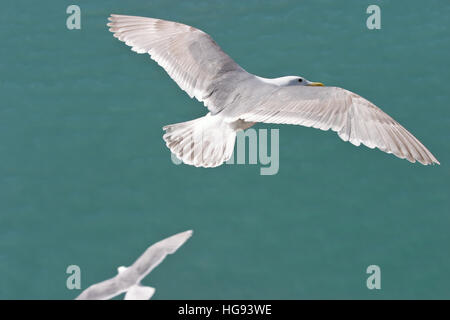 Zwei Möwen fliegen über grünen farbigen Ozean in der Nähe von Alaska. Von oben fotografiert. Stockfoto