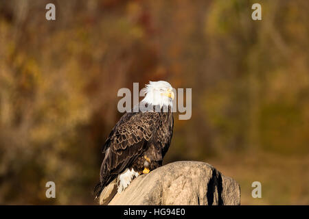 Adult Weißkopfseeadler thront auf einem Felsen - Haliaeetus leucocephalus Stockfoto