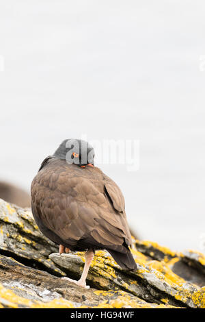 Schwärzlich Oystercatch Karkasse Insel, Falkland Stockfoto
