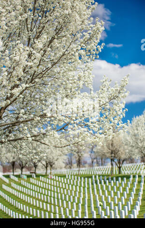 Grabsteine Jefferson Barracks National Cemetery in St. Louis, Mo. Stockfoto