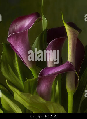 Studio-Stillleben von eingemachten Calla Lilien auf grünem Hintergrund Stockfoto