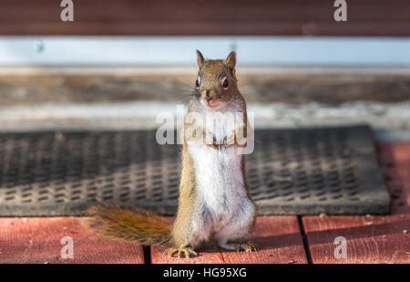 Liebenswert, Frühling rote Eichhörnchen, Nahaufnahme, stehend auf einem Deck vor eine Fußmatte, Pfoten, Brust versteckt. Stockfoto