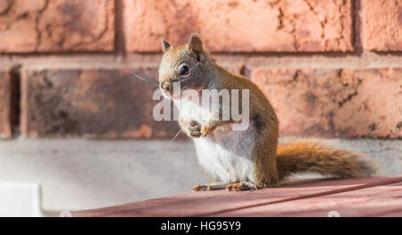 Liebenswert, sitzt Frühling rote Eichhörnchen, nah, auf einem Deck, Pfoten, Brust versteckt. Stockfoto