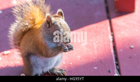 Liebenswerte, Frühling rote Eichhörnchen, Nahaufnahme, oben auf dem Deck sitzen, Essen Samen und Fütterung. Stockfoto