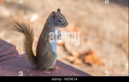 Liebenswert, stehend Frühling rote Eichhörnchen, nah, auf einem Deck, Pfoten, Brust versteckt. Stockfoto