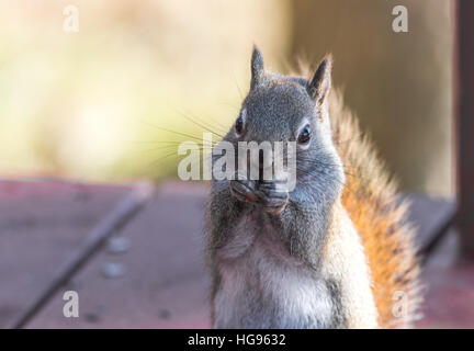 Liebenswerte, Frühling rote Eichhörnchen, Nahaufnahme, oben auf dem Deck sitzen, Essen Samen und Fütterung. Stockfoto