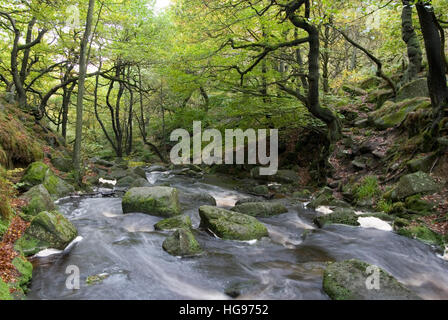 Burbage Bach fließt durch den Herbst Wald- und Rocky River Tal der Padley Schlucht, Longshaw Estate, Peak District, Derbyshire, UK Stockfoto