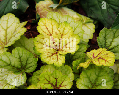 Heuchera ' Meister Maler Van Gogh "- Purpurglöckchen, alumroot Stockfoto