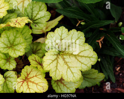 Heuchera ' Meister Maler Van Gogh "- Purpurglöckchen, alumroot Stockfoto