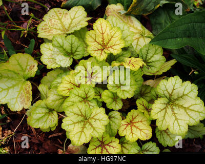 Heuchera ' Meister Maler Van Gogh "- Purpurglöckchen, alumroot Stockfoto