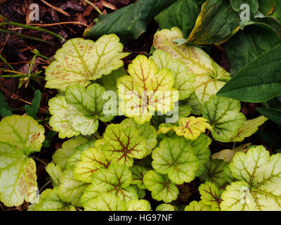 Heuchera ' Meister Maler Van Gogh "- Purpurglöckchen, alumroot Stockfoto