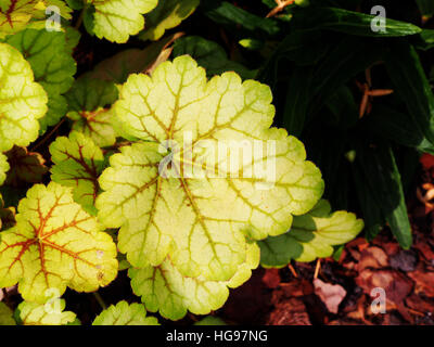 Heuchera ' Meister Maler Van Gogh "- Purpurglöckchen, alumroot Stockfoto