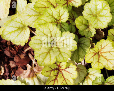 Heuchera ' Meister Maler Van Gogh "- Purpurglöckchen, alumroot Stockfoto